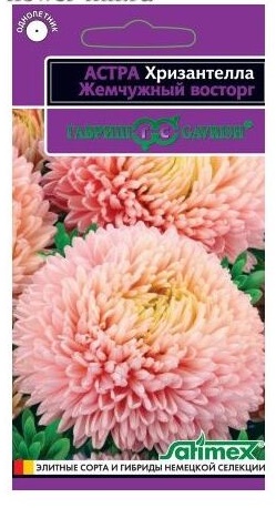 astra_hrizantella_zhemchuzhnyj_vostorg_gavrish