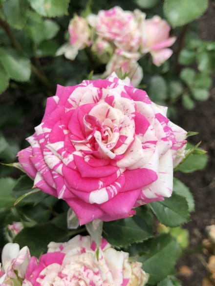 roza_sprey_fleshing_korobka_1sht_dvukhletka_altay