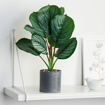 Бонсай в горшке "Калатея" 9х30см 9750508