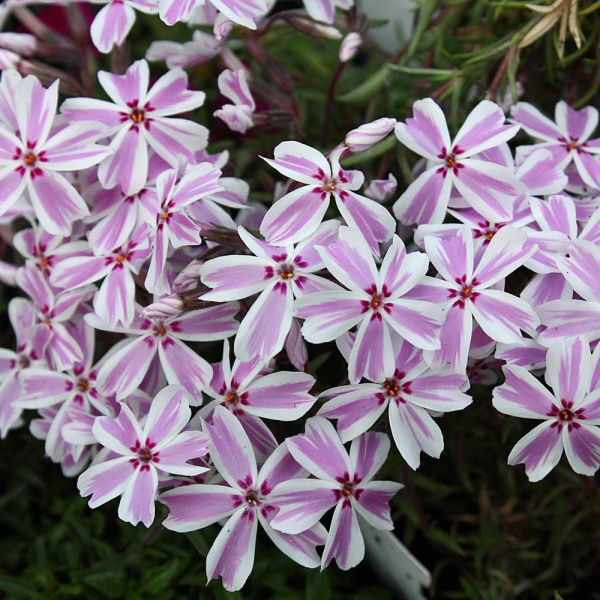 floks_shilovidnyy_miks_phlox_subulata_mix_10_5