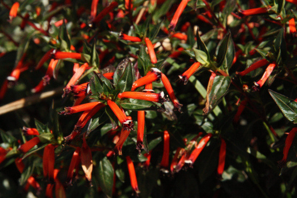 1620951220_85-p-kufeya-foto-114