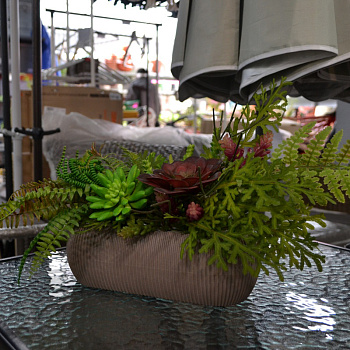 Микс Папоротники и Суккуленты ВН.ШК