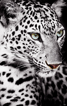 Картина Взгляд хищника 110х70