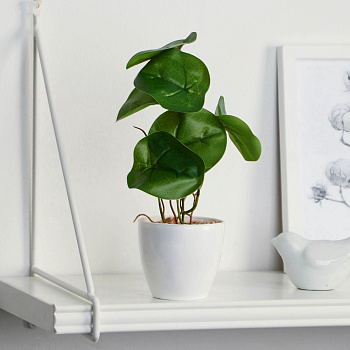 Бонсай в горшке «Антуриум галант» 7,5х20 см 9789752