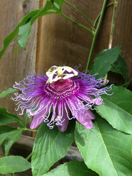 1637563582_4-pro-dachnikov-com-p-passiflora-sedobnaya-maestro-foto-5