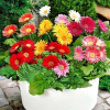 gerbera-luchiki-smes-okrasok (1)