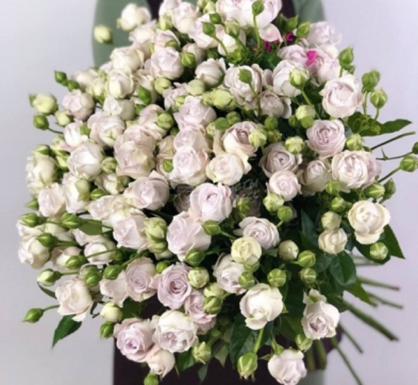 roza_sprey_silver_babls_korobka_1sht_dvukhletka_altay_