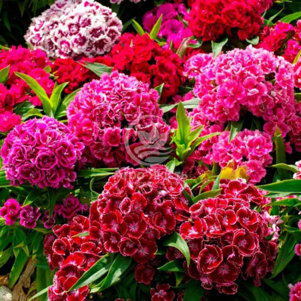 8079bbe35e6c44c3de3e2bb8e27d64422285_3-750x750 (1)