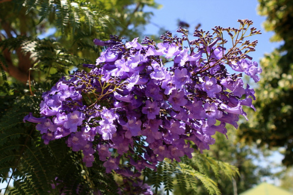 94450649_zhakaranda_mimozolistnaya_foto_2