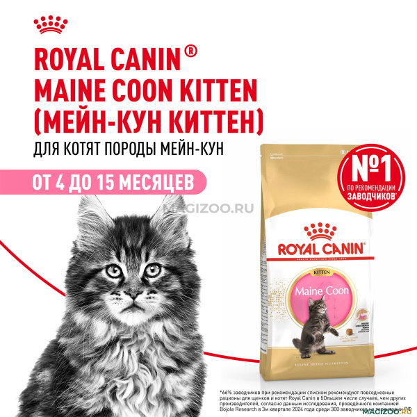 ROYAL_CANIN_MAINE_COON_KITTEN_36_25580040R0_25581000R0_25580200R0_4