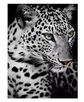 Картина XXL Взгляд хищника 140х190