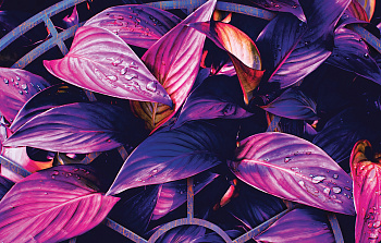 Картина Листья канны 110х70