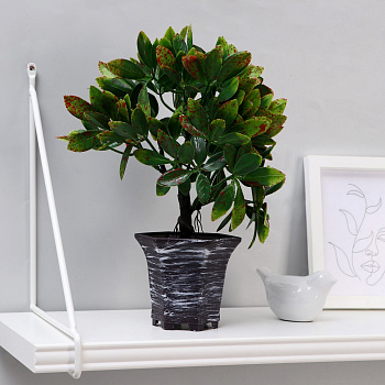 Бонсай в горшке «Фикус пятнистый» 9х27см 3931551