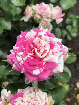 Роза спрей Флешинг, коробка 1шт (двухлетка) Алтай 97394