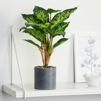 Бонсай в горшке "Диффенбахия пятнистая" 9х32см 9750511